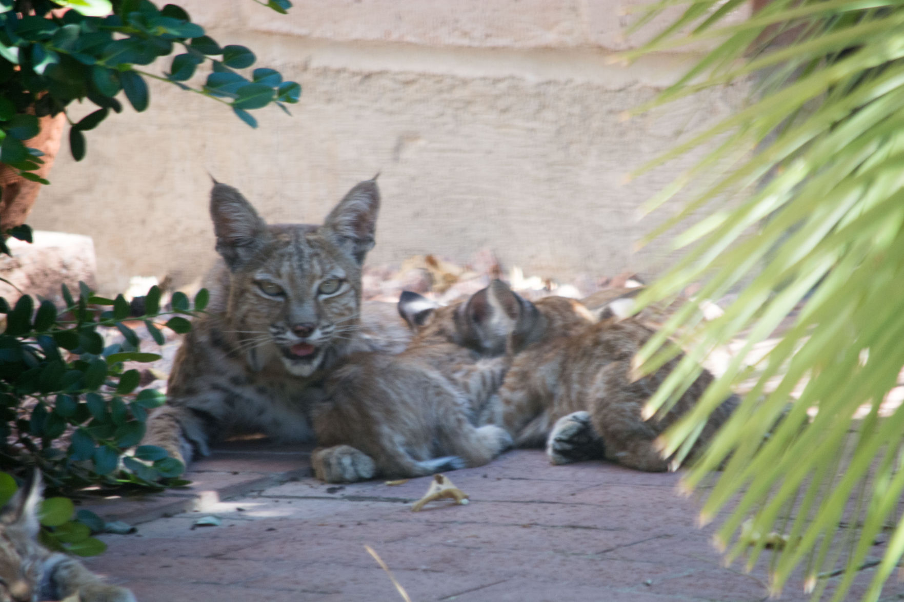 Bobcat nursing kittens
